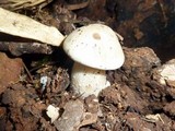 Macrocybe titans image