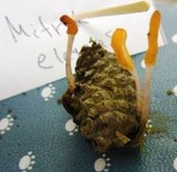 Mitrula elegans image