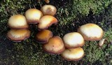 Kuehneromyces lignicola image
