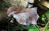 Hypomyces aurantius image