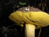Suillus fuscotomentosus image