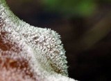 Hypomyces aurantius image