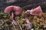 Melanophyllum haematospermum image