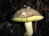 Suillus fuscotomentosus image