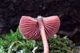 Melanophyllum haematospermum image