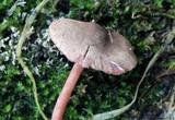 Melanophyllum haematospermum image