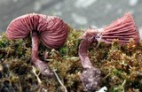 Melanophyllum haematospermum image