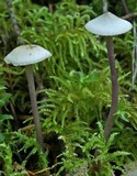 Mycena pearsoniana image