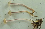 Mycena pearsoniana image