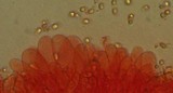 Mycena pearsoniana image