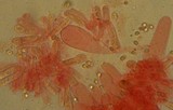 Mycena pearsoniana image