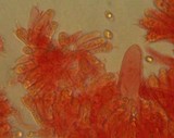 Mycena pearsoniana image