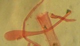 Mycena pearsoniana image