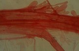 Mycena pearsoniana image