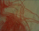 Mycena pearsoniana image