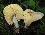 Rhodocollybia maculata image