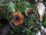 Coltricia cinnamomea image