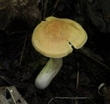 Cuphophyllus pratensis image