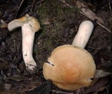 Cuphophyllus pratensis image
