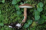 Austroboletus gracilis image
