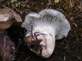 Hygrophorus caeruleus image