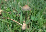 Panaeolus fimicola image