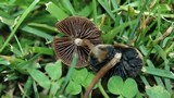 Panaeolus fimicola image