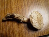 Amanita gilbertii image