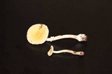 Amanita praecox image