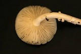 Amanita praecox image