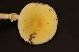 Amanita praecox image