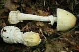 Amanita velatipes image