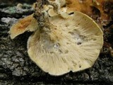 Panus neostrigosus image