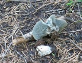 Hygrophorus caeruleus image