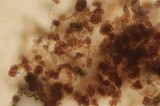 Coniophora olivacea image