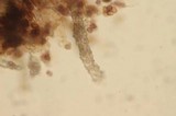 Coniophora olivacea image