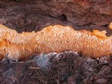 Pycnoporellus alboluteus image