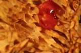 Pycnoporellus alboluteus image