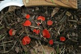 Sarcoscypha occidentalis image