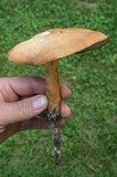 Polyporus radicatus image
