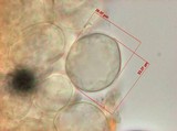 Cystolepiota icterina image