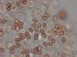 Melanophyllum haematospermum image