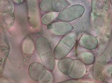 Hypomyces aurantius image