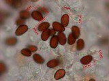 Psathyrella delineata image