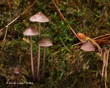 Mycena purpureofusca image