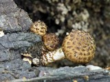 Psathyrella subamara image