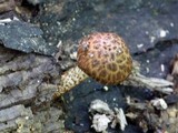 Psathyrella subamara image