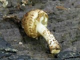 Psathyrella subamara image