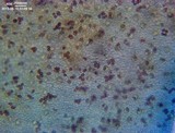 Psathyrella subamara image
