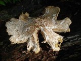 Neolentinus lepideus image